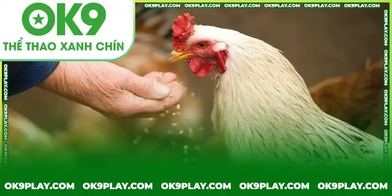 Tham khảo về thực đơn dinh dưỡng hoàn chỉnh cho gà chọi